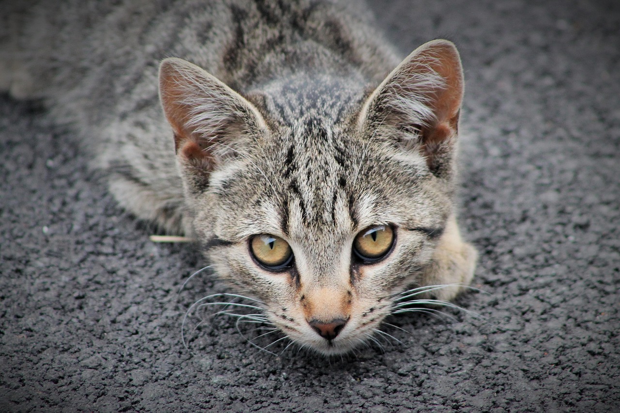 猫小子勇探未知世界，最新冒险篇章开启