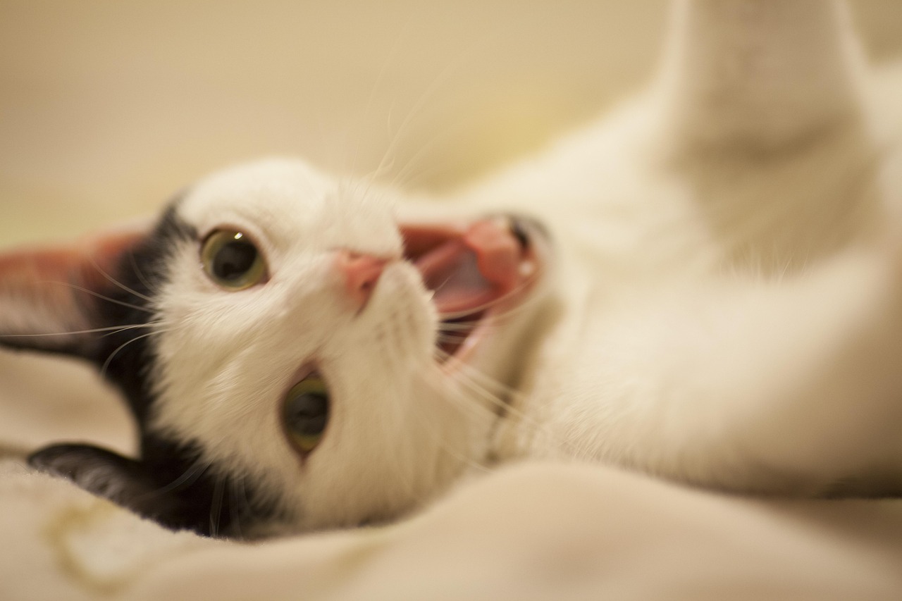 萌喵社最新动态揭秘，新时代下的猫奴文化探索
